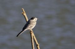 Bergeronnette grise<br>Motacilla alba - White Wagtail<br>Région parisienne