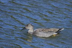 Canard chipeau (♂)<br>Anas strepera - Gadwall<br>Région parisienne