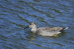 Canard chipeau (♂)<br>Anas strepera - Gadwall<br>Région parisienne