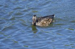 Canard chipeau ♀<br>Anas strepera - Gadwall<br>Région parisienne