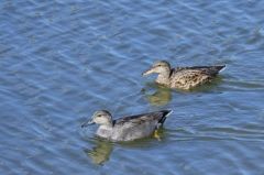 Canard chipeau<br>Anas strepera - Gadwall<br>Région parisienne