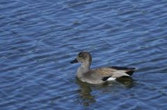 Canard chipeau (♂)<br>Anas strepera - Gadwall<br>Région parisienne