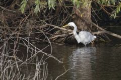 Grande Aigrette<br>Ardea alba - Great Egret<br>Région parisienne