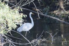 Grande Aigrette<br>Ardea alba - Great Egret<br>Région parisienne