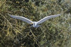 Grande Aigrette<br>Ardea alba - Great Egret<br>Région parisienne