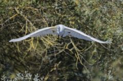 Grande Aigrette<br>Ardea alba - Great Egret<br>Région parisienne