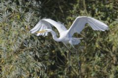 Grande Aigrette<br>Ardea alba - Great Egret<br>Région parisienne