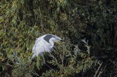 Grande Aigrette<br>Ardea alba - Great Egret<br>Région parisienne