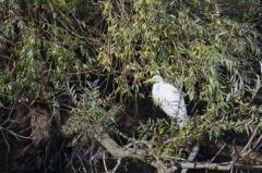 Grande Aigrette<br>Ardea alba - Great Egret<br>Région parisienne