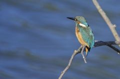 Martin-pêcheur d'Europe<br>Alcedo atthis - Common Kingfisher<br>Région parisienne