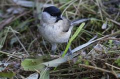 Mésange nonnette<br>Poecile palustris - Marsh Tit<br>Région parisienne