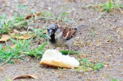 Moineau domestique ♂ - Passer domesticus - House Sparrow - Saint-Martin