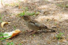 Moineau domestique ♀ - Passer domesticus - House Sparrow - Saint-Martin