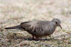 Colombe à queue noire - Columbina passerina - Common Ground Dove<br>Zenaida Dove<br>Saint-Martin