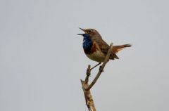 Gorgebleue à miroir ♂ - Luscinia svecica<br>Bluethroat<br>Vendée