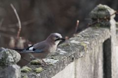 Geai des Chênes - Garrulus glandarius - Eurasian Jay<br>Région parisienne