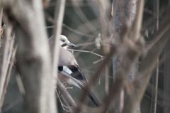 Geai des Chênes - Garrulus glandarius - Eurasian Jay<br>Région parisienne