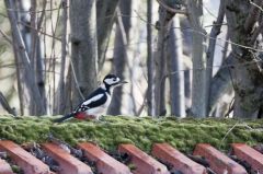 Pic épeiche ♀ - Dendrocopos major - Great Spotted Woodpecker<br>Région parisienne