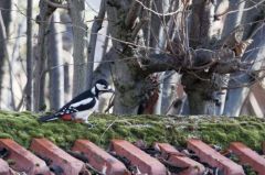 Pic épeiche ♀ - Dendrocopos major - Great Spotted Woodpecker<br>Région parisienne