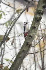 Pic épeiche ♀ - Dendrocopos major - Great Spotted Woodpecker<br>Région parisienne