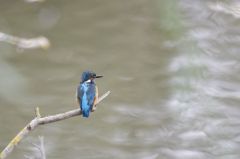 Martin-pêcheur d'Europe - Alcedo atthis - Common Kingfisher<br>Région parisienne