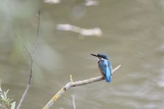 Martin-pêcheur d'Europe - Alcedo atthis - Common Kingfisher<br>Région parisienne