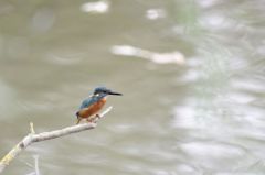 Martin-pêcheur d'Europe - Alcedo atthis - Common Kingfisher<br>Région parisienne