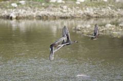 Canard chipeau - Anas strepera - Gadwall<br>Région parisienne