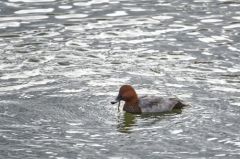 Fuligule milouin ♂ - Aythya ferina - Common Pochard<br>Région parisienne