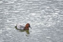 Fuligule milouin ♂ - Aythya ferina - Common Pochard<br>Région parisienne