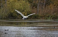 Cygne tuberculé - Cygnus olor - Mute Swan<br>Région parisienne