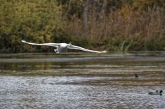 Cygne tuberculé - Cygnus olor - Mute Swan<br>Région parisienne