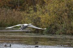 Cygne tuberculé - Cygnus olor - Mute Swan<br>Région parisienne