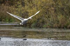 Cygne tuberculé - Cygnus olor - Mute Swan<br>Région parisienne