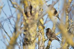 Pipit des arbres - Anthus trivialis - Tree Pipit<br>Vendée