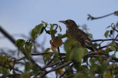 Moqueur (Trembleur) corossol - Margarops fuscatus<br>Pearly-eyed Thrasher<br>Saint-Martin