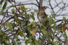 Moqueur (Trembleur) corossol - Margarops fuscatus<br>Pearly-eyed Thrasher<br>Saint-Martin