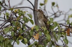 Moqueur (Trembleur) corossol - Margarops fuscatus<br>Pearly-eyed Thrasher<br>Saint-Martin