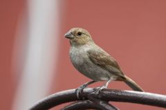 Sporophile rougegorge ♀(Petit bouvreuil antillais) - SLoxigilla noctis<br>Lesser Antillean Bullfinch<br>Saint-Martin