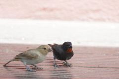 Sporophile rougegorge (Petit bouvreuil antillais) - SLoxigilla noctis<br>Lesser Antillean Bullfinch<br>Saint-Martin