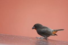 Sporophile cici ♂ ou Chanteur de Cuba bicolor (mâle) - Tiaris bicolor<br>Black-faced Grassquit<br>Saint-Martin