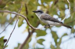 Tyran gris (de la Dominique) - Tyrannus dominicensis - Grey Kingbird<br>Guyane