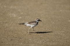 Gravelot Kildir - Charadrius vociferus<br>Killdeer<br>Saint-Martin