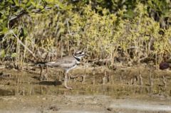 Gravelot Kildir - Charadrius vociferus<br>Killdeer<br>Saint-Martin