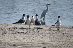 Mouette atricille - Larus atricilla<br>Laughing Gull<br>Floride