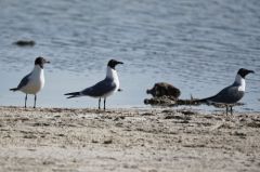 Mouette atricille - Larus atricilla<br>Laughing Gull<br>Floride