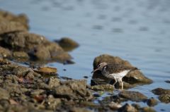 Chevalier grivelè - Actitis macularius - Spotted Sandpiper<br>Saint-Martin