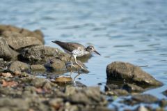 Chevalier grivelè - Actitis macularius - Spotted Sandpiper<br>Saint-Martin