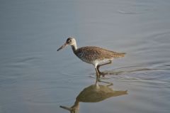 Chevalier semipalmé - Catoptrophorus semipalmatus<br>Willet<br>Saint-Martin