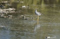 Chevalier criard - Tringa melanoleuca<br>Greater Yellowlegs<br>Saint-Martin